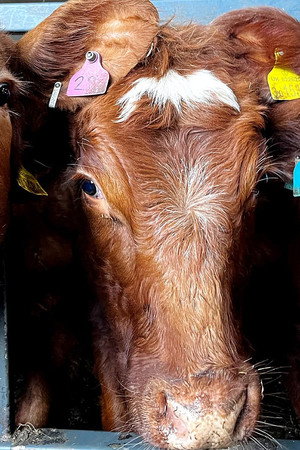 RAF Saves Trapped Cow and Police Catch Poaching Suspect