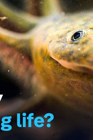 Axolotl