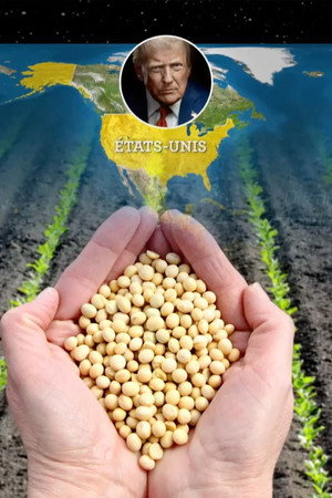 The soybean, a geopolitical crop