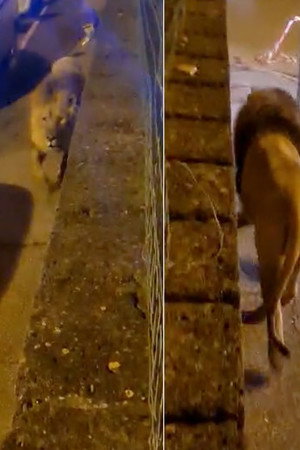 A Lion on the Prowl in town