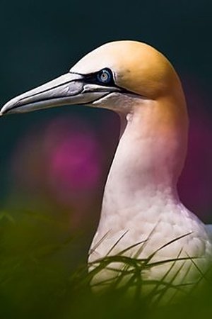9. epizoda