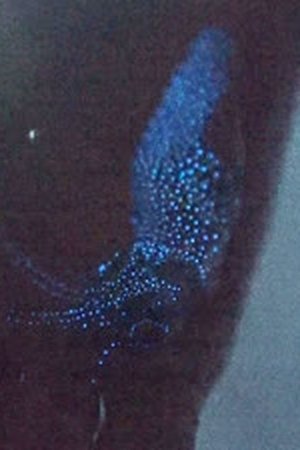 12. epizoda