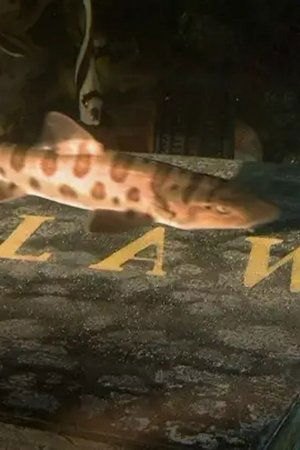 4. epizoda