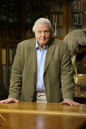 Attenborough's Big Birds