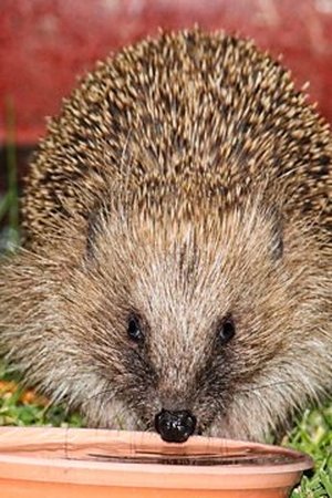 7. epizoda