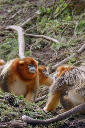 13. epizoda