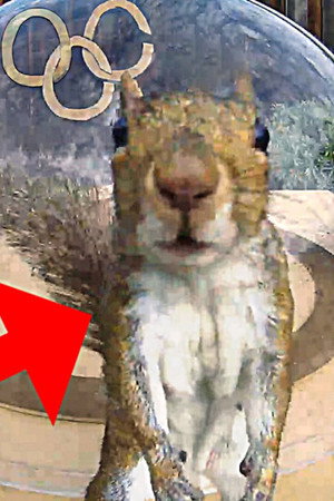 Backyard Squirrel Olympics 3.0