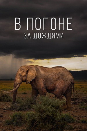 В погоне за дождями
