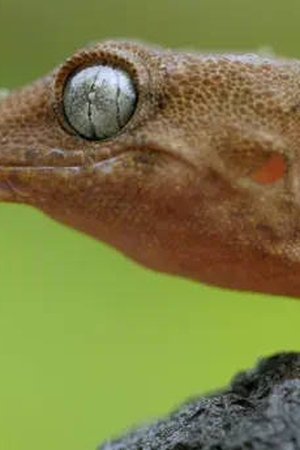 5. epizoda