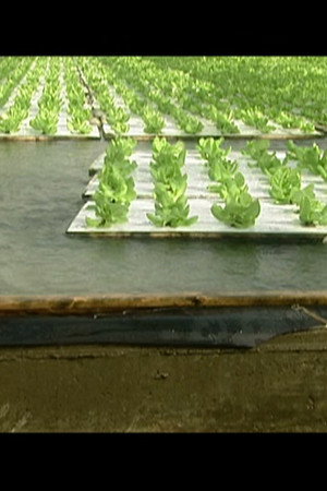 Hydroponic Lettuce, Construction Wood, Recycling, Fishing Flies