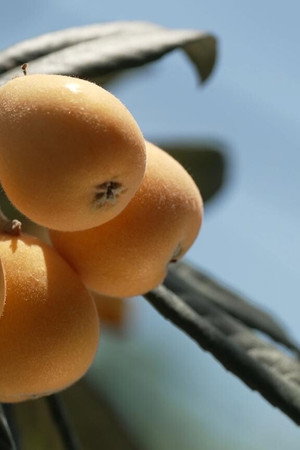 Loquat