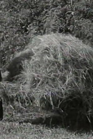 epizoda