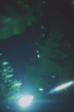 Lantern Sight