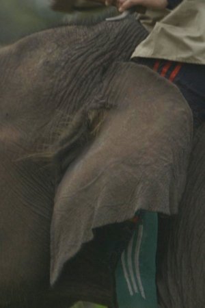 epizoda