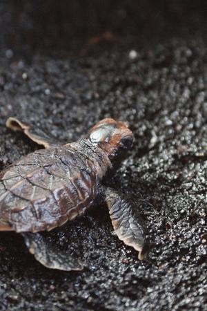 epizoda