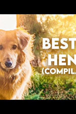 Best of Henry (Compilation)