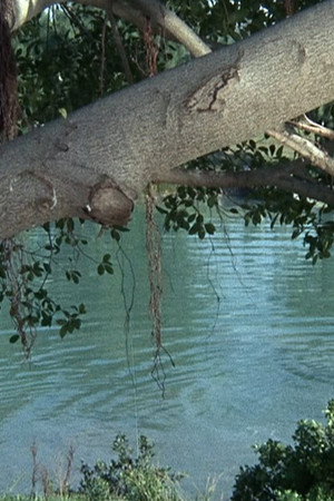 Flipper and the Elephant (3)