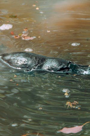 9. epizoda