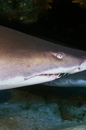 9. epizoda