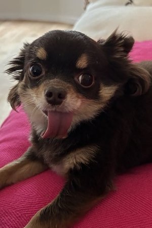 Mimi Le Chien