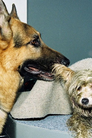 Four Legged Witness