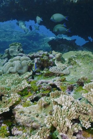 epizoda