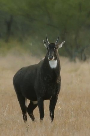 epizoda