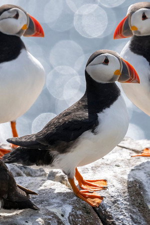 Puffins and Pilgrims