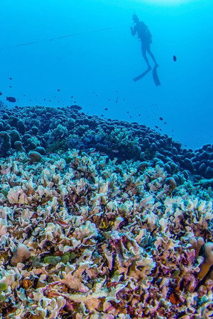 An Underwater World