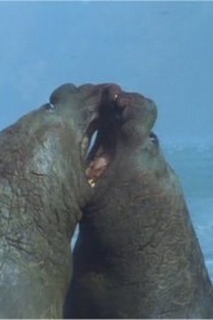 epizoda