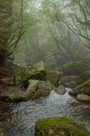 Japan: Yakushima — The Enchanted Forest