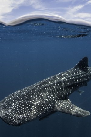 5. epizoda