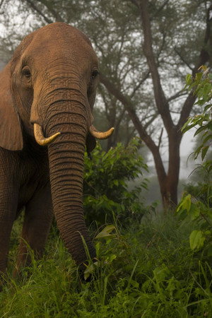 The Elephant