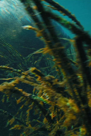 epizoda