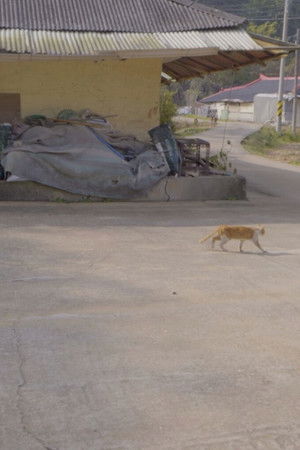 A House with Two Yards