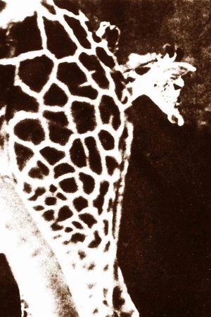 8½ x 11