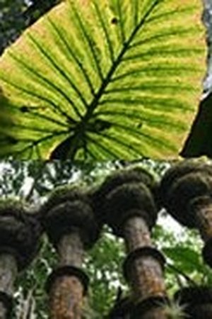 epizoda
