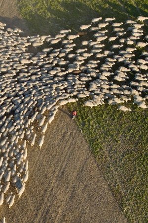 Wild & Wool