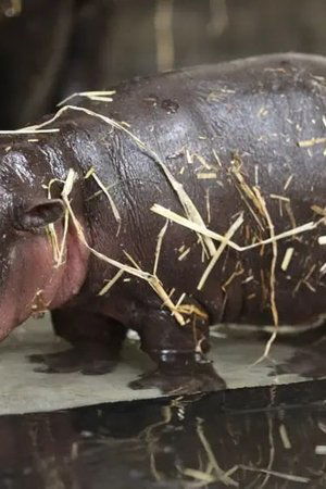 5. epizoda