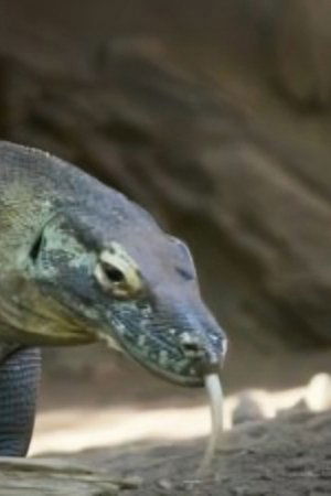 9. epizoda