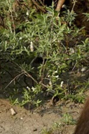 epizoda