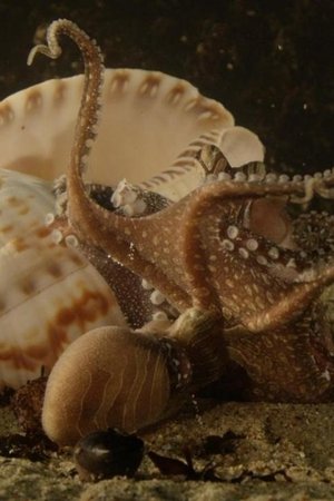 epizoda