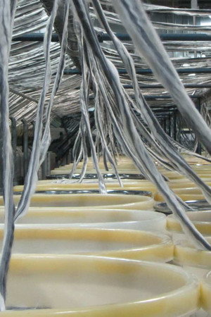 Paris Sewers, Beretta, Cotton