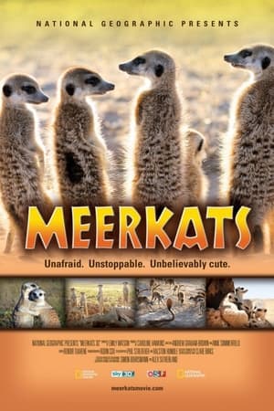 Meerkats 3D