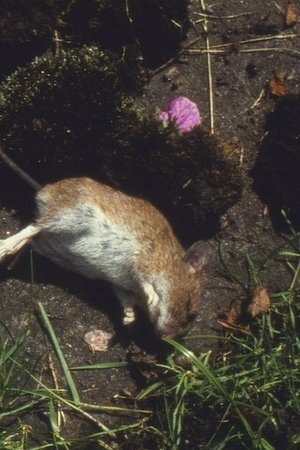 Origin of the Species