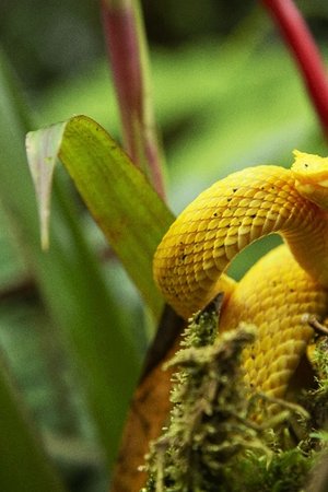 epizoda