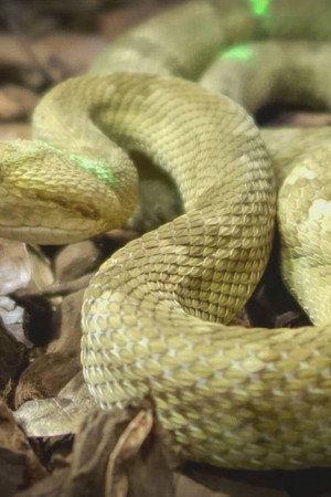 Big and Bad