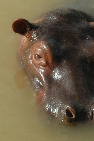 epizoda