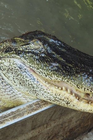 15. epizoda