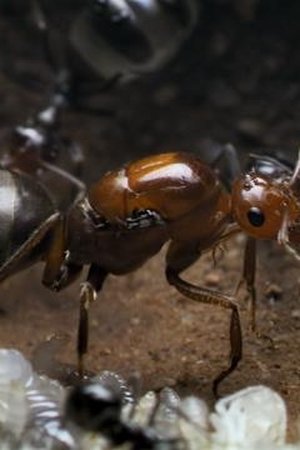 3. epizoda